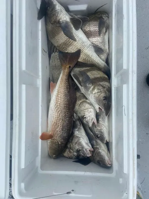Catch from a guided Port O’Connor fishing trip